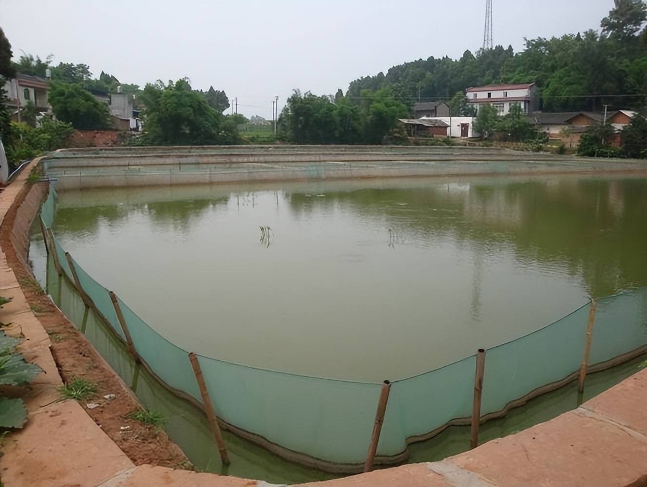 泥鳅养殖病害防治方案,养殖泥鳅易出现的病害