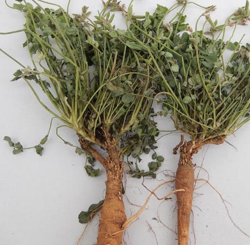 农村路边有1种“米口袋”，是珍贵野生植物，拔1棵少1棵，请珍惜