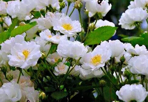 荼蘼花观赏特性,荼蘼花红色重瓣