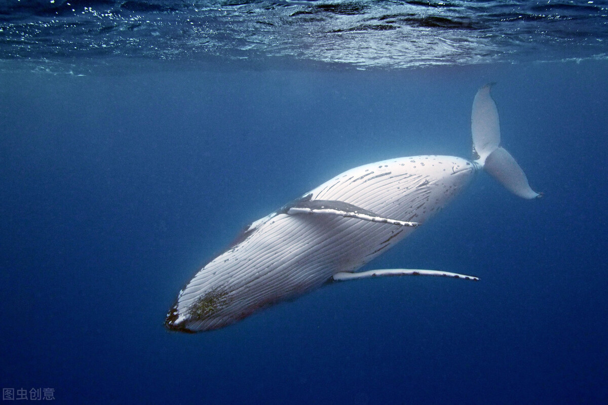 汤加是个啥国家,汤加是个什么样的国家