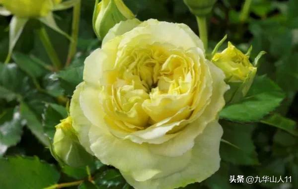 微型月季品种价格是多少 (微型月季品种有哪些)