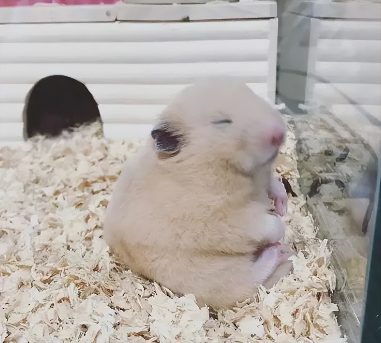 仓鼠生产后注意事项,购买仓鼠的注意事项