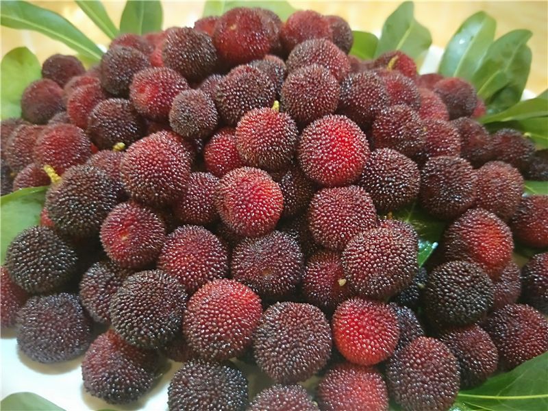 浜戝崡鎬掓睙鍗佸ぇ蹇呭悆缇庨,浜戦鍝佸皾鑸屽皷涓婄殑绾㈡渤