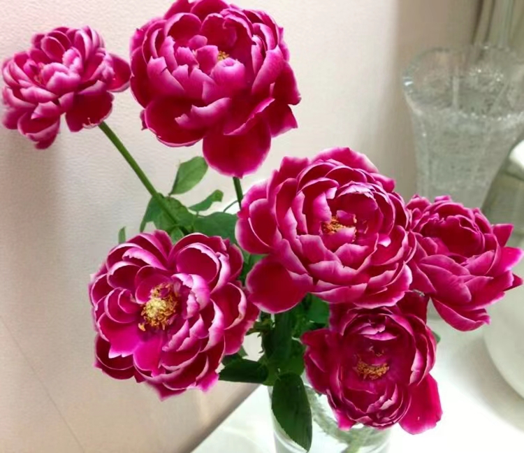 玫瑰花艳丽品种,带香味的橘黄色玫瑰花品种