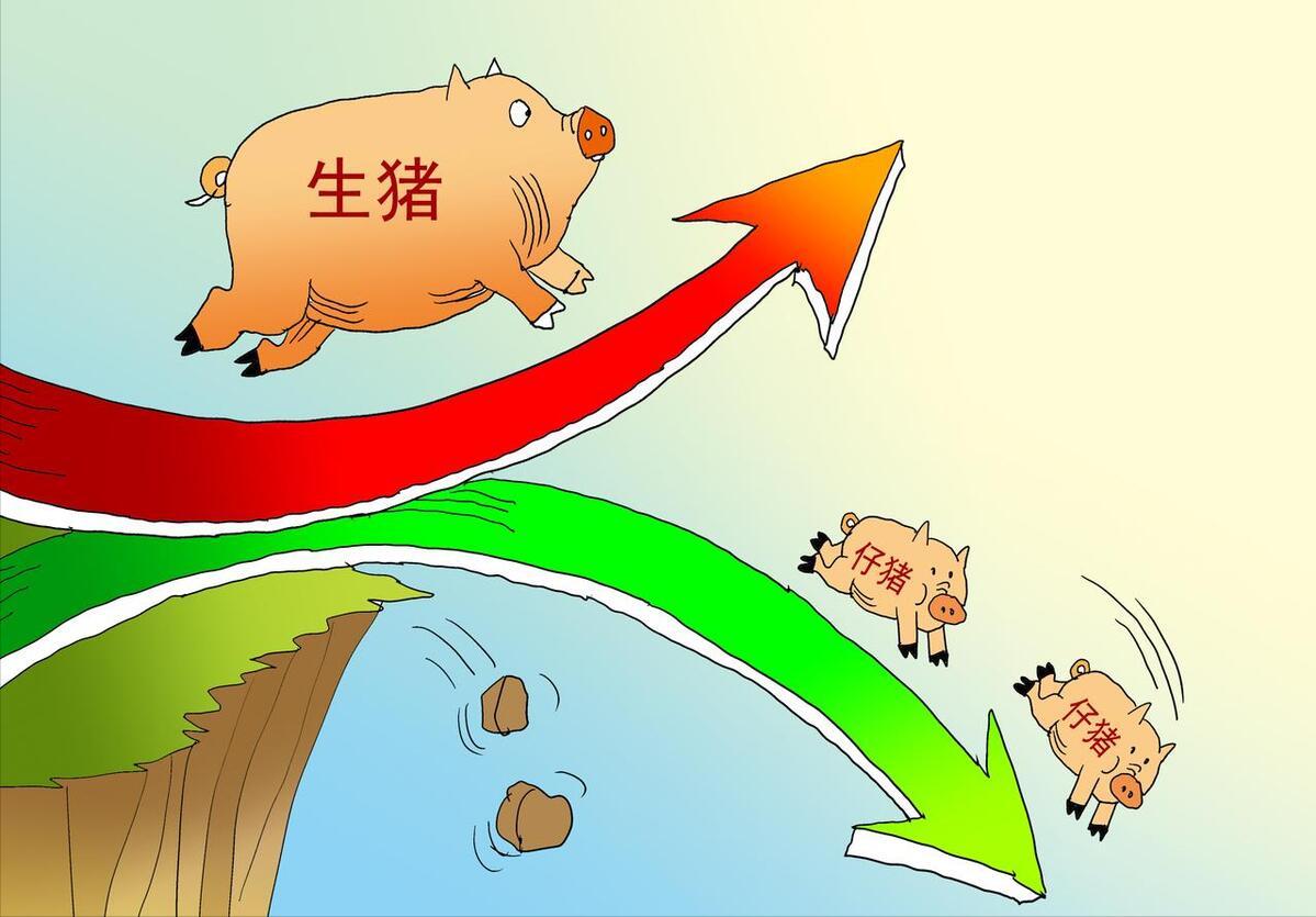 猪价如何走出涨跌怪圈,低位横盘半年后创新低
