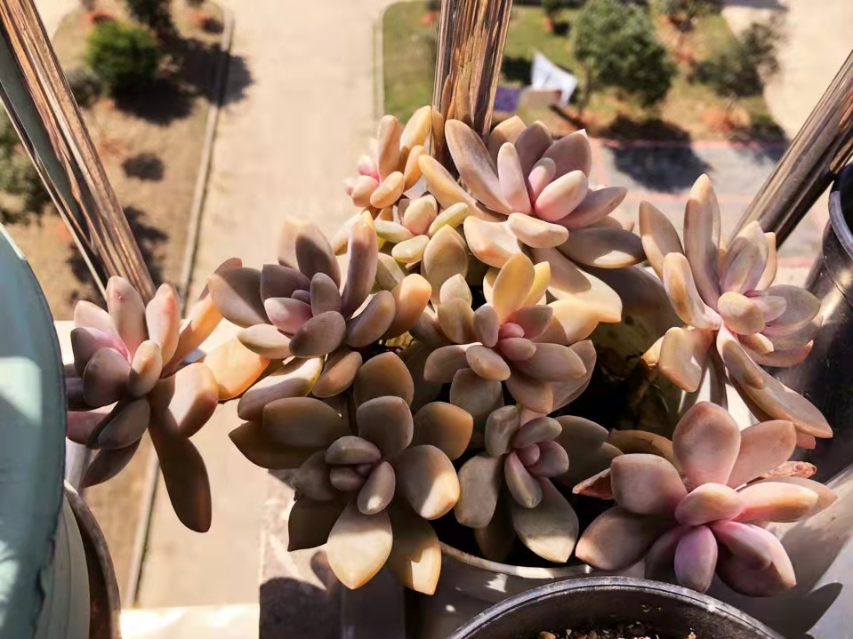 在别人家房顶上捡免费的多肉,农村里捡野生多肉