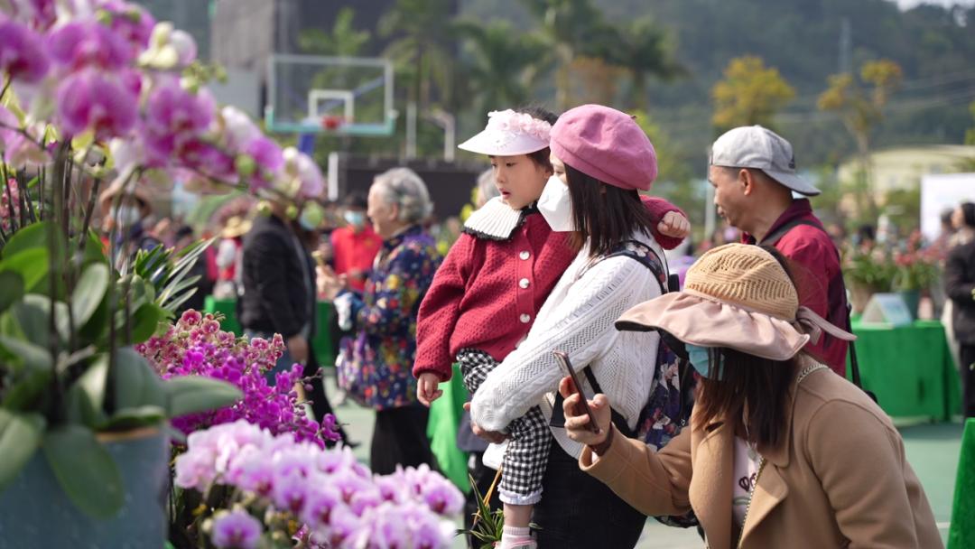 四会石狗镇兰花展今年什么时间,石狗镇程村兰花展馆