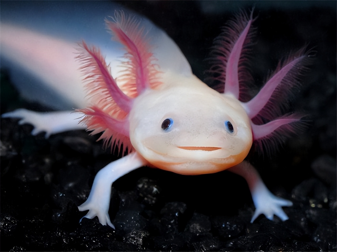 青蛙妊娠试验是什么,为什么青蛙不能验孕