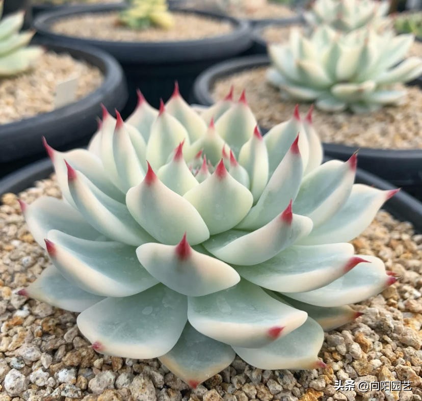 吉娃娃如何养好根又不徒长,吉娃娃怎么养才能活得久