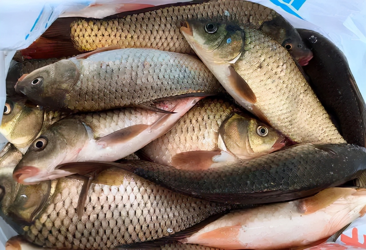 便宜野生的深海鱼有哪些,菜市最常见的深海鱼