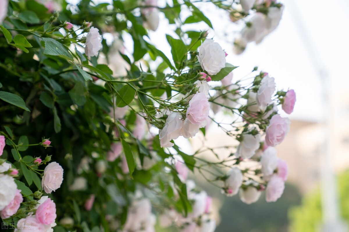 75岁老人临终的诉说,75岁老人的诉说