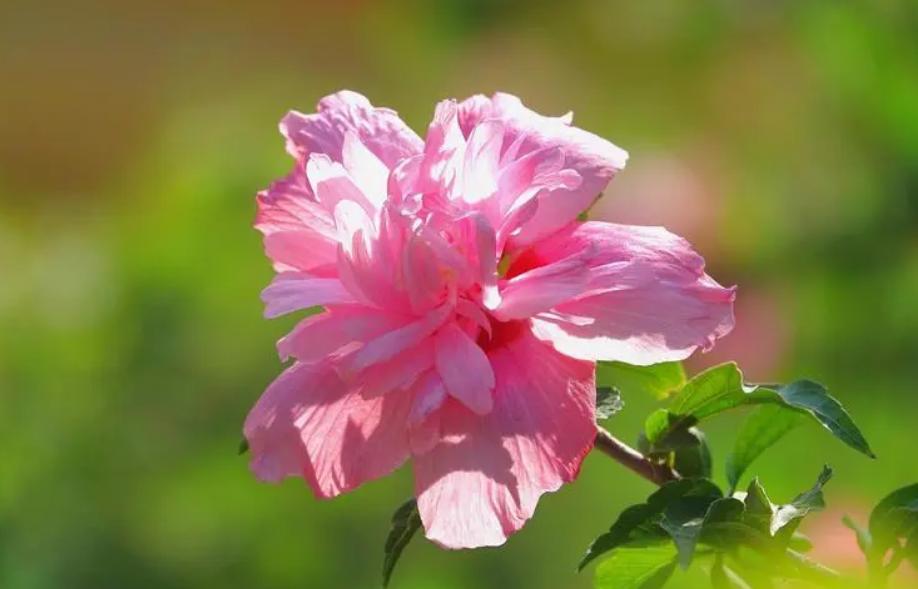 赞美木槿花最经典的诗句,关于木槿花唯美古诗句有哪些