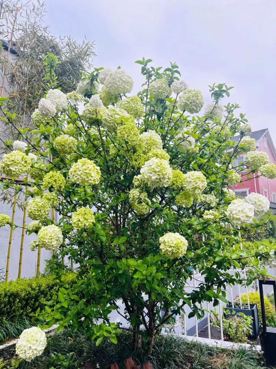 老人们家门口人越多越好是真的吗,门前有三种树家兴人又旺