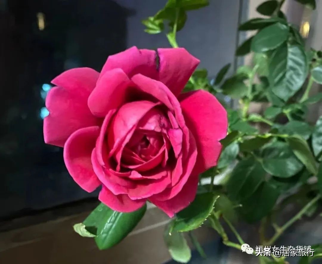 12/24,这个平安夜，无聊又有趣