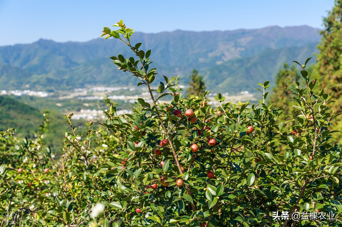 内蒙古荒山适合种植什么药材,荒山种植什么前景好