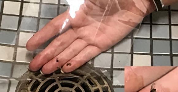 卫生间的“暗夜幽灵”蛾蠓：看似无害实则危害巨大！