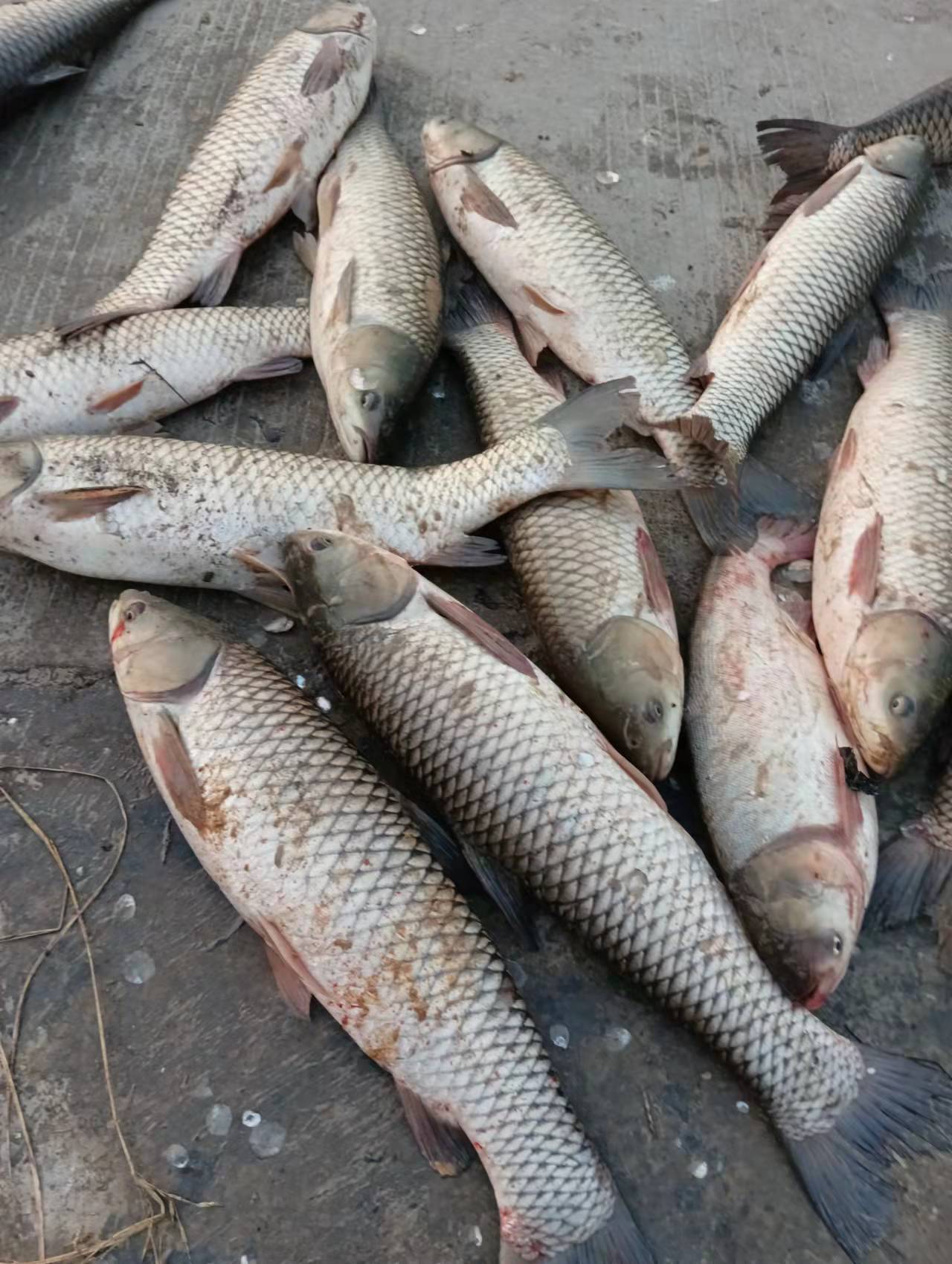 野钓用红虫钓小鱼闹窝怎么办,野钓鲫鱼小鱼闹窝怎么办