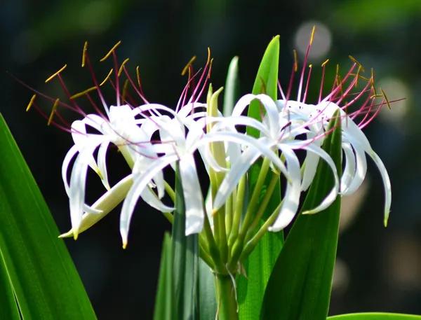 各种吉祥如意花图片,十种吉祥之花