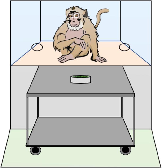 身价17万的实验猴！野生实验猴已进石器时代，用石头过度开发资源