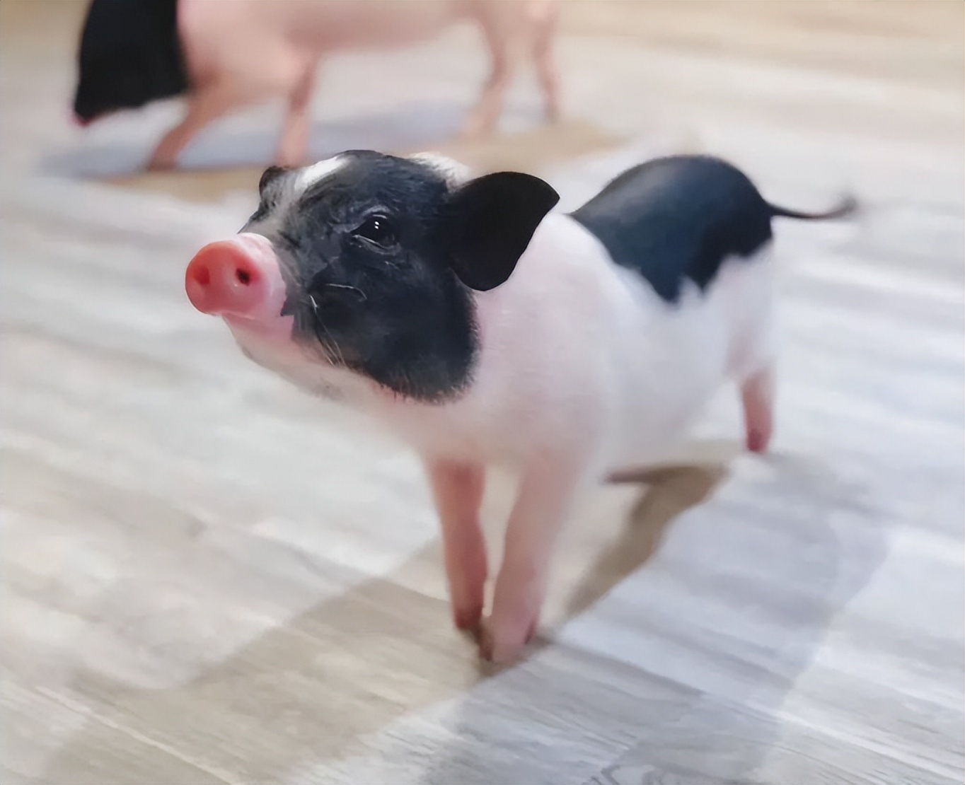 巴马香猪现状如何,巴马香猪现状