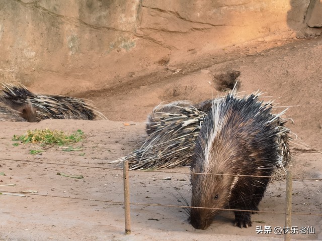 沈阳森林动物园缆车,自驾沈阳森林动物园