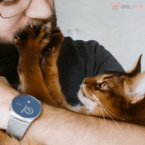 养猫首选这6种猫,养猫最好的4种人