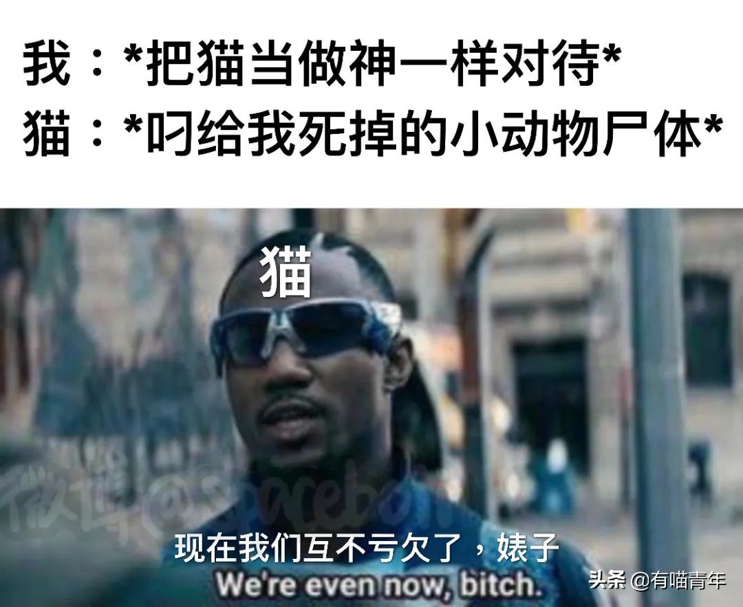 全世界唯一一只世界上最大的猫,世界上最小的体型最大的猫