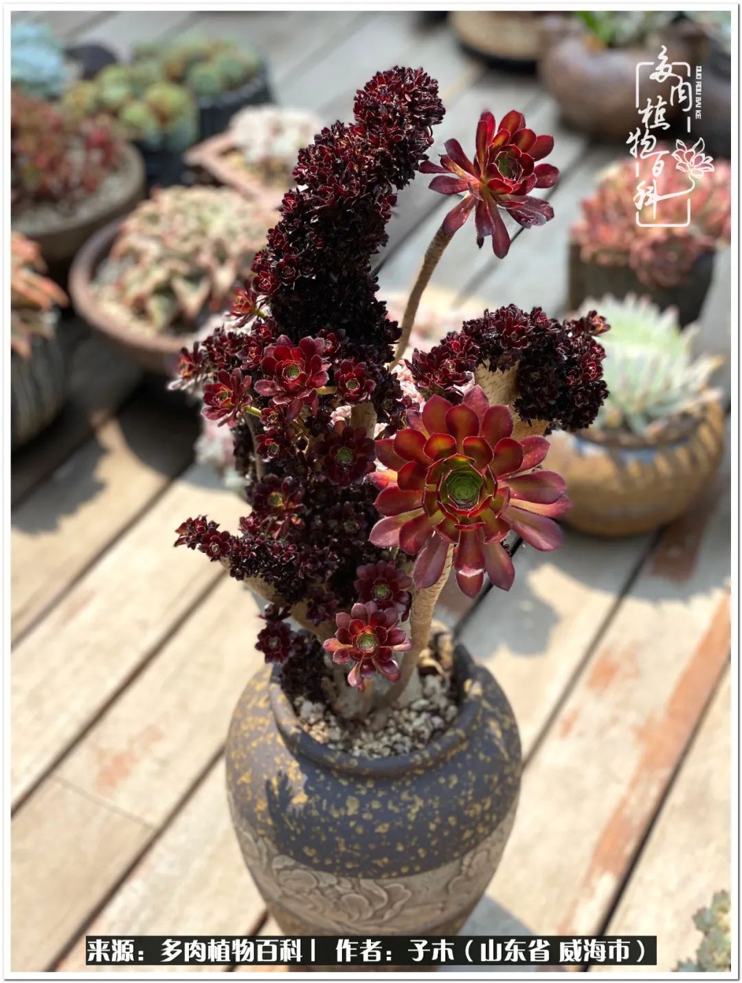 法师多肉成长史,法师多肉新手教程