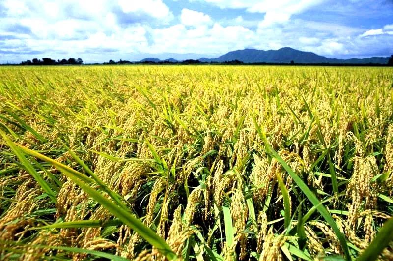 日本酒地图,日本最好的小麦酒