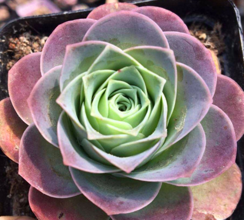 粉爪红爪多肉,多肉粉爪图片大全