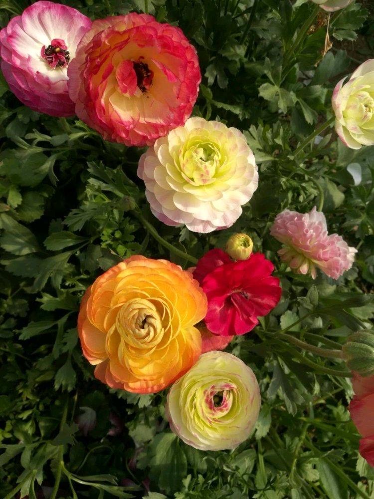 适合春季赏花的花,视觉盛宴五种赏花名花供您选择