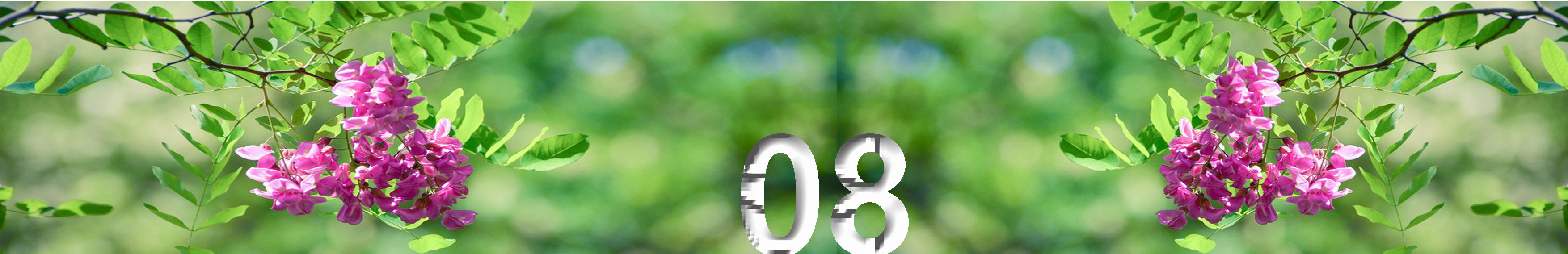 写槐花美的诗句,描写槐花清新淡雅香气四溢的诗句