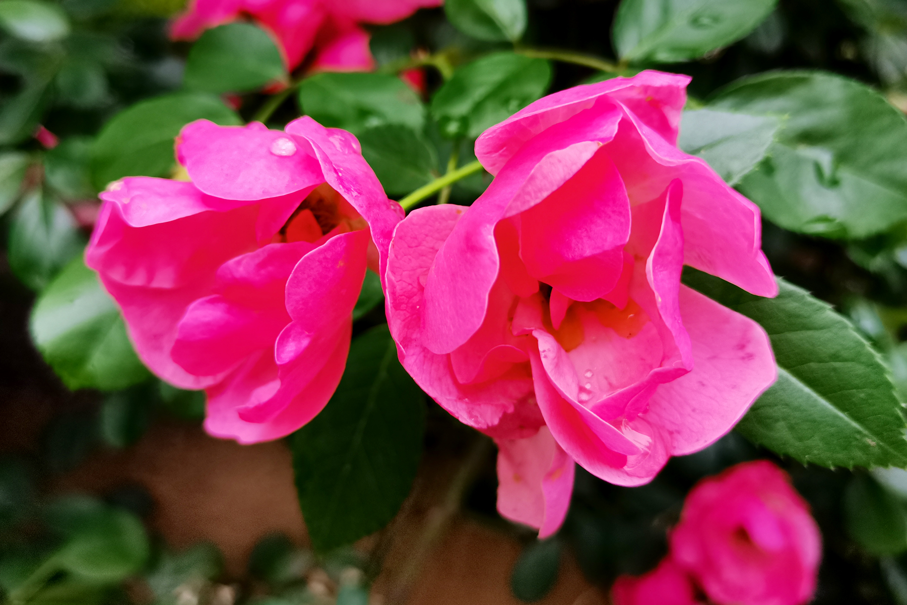 花盆里种不出参天大树——东吴第一任太子孙登成长记