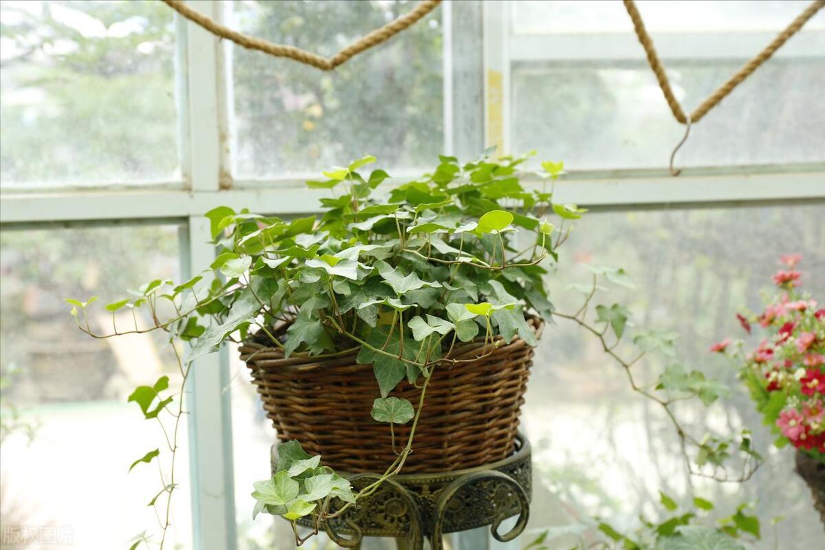 净化空气的室内植物哪些好,适合室内空气净化的植物
