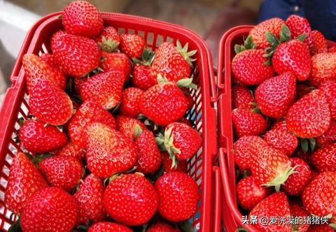 最好吃水果是哪种,世界公认最好吃的十大水果