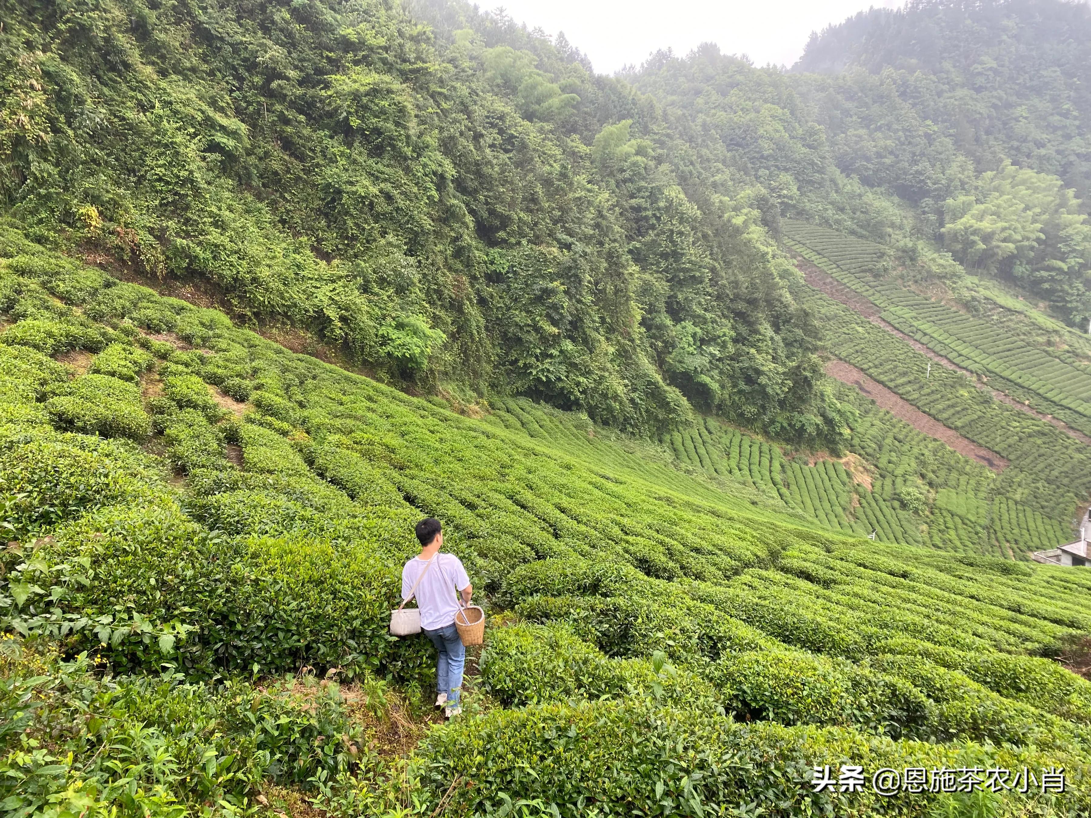 恩施硒茶好喝吗,永顺莓茶与恩施的藤茶有什么区别
