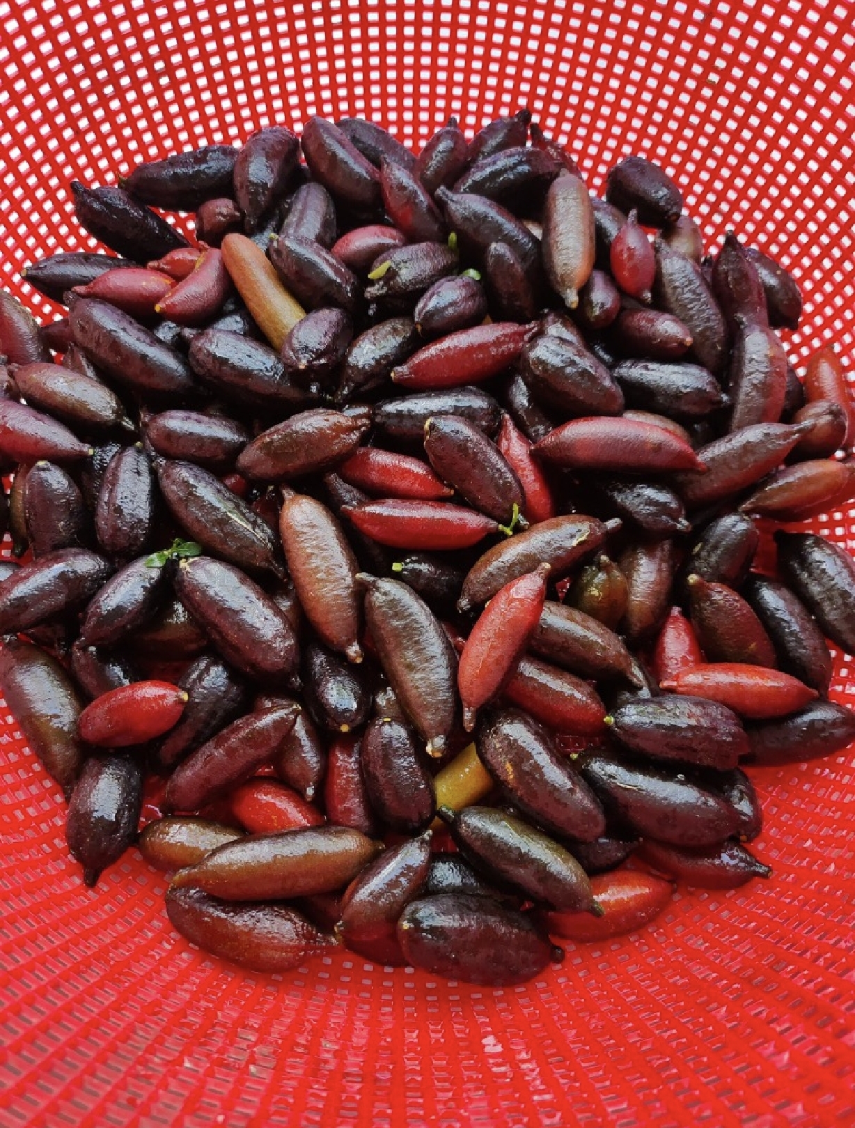 800元一斤的柠檬、最高亩产值20万元的柑橘，你知道这2种水果吗