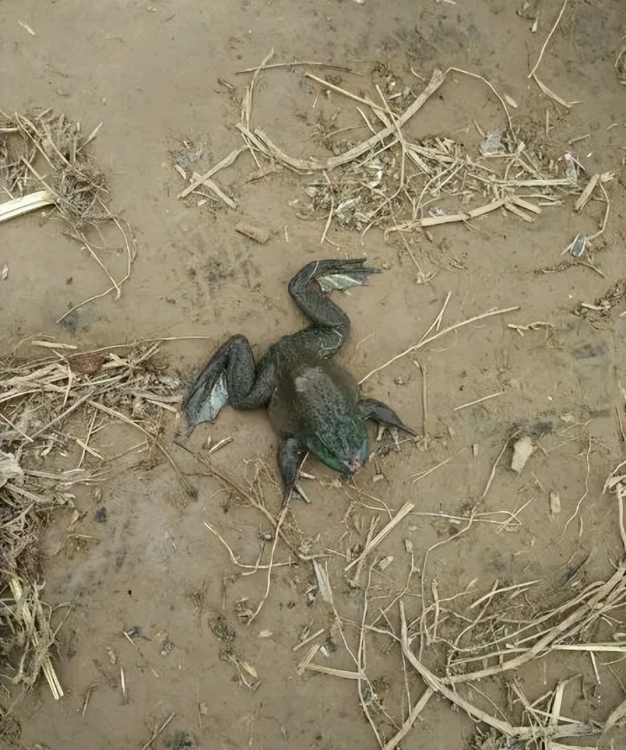 在野外怎样捉青蛙,青蛙晚上怎么抓最好