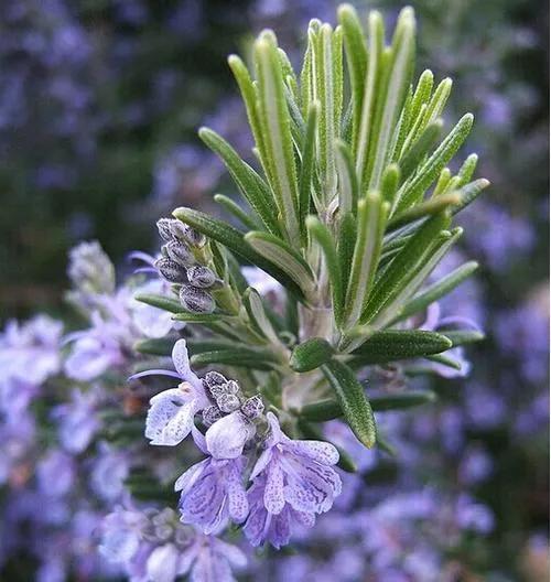 意大利菜真的好吃吗,意大利足球菜不菜