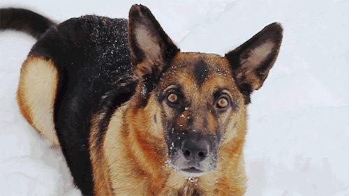 怎样训练狗狗上厕所蹲马桶,柴犬怎样训练上厕所