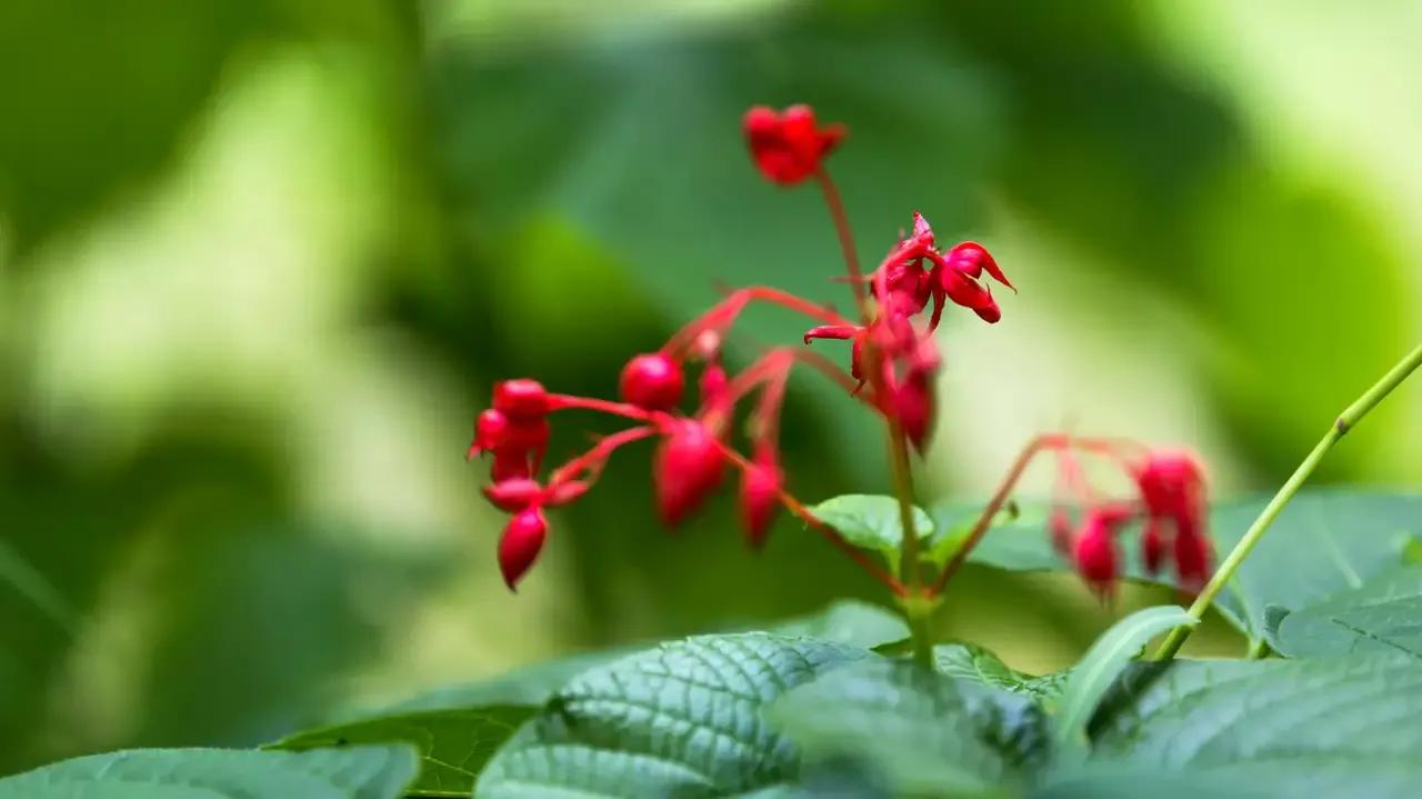 学习广州白话,学习广东话方法