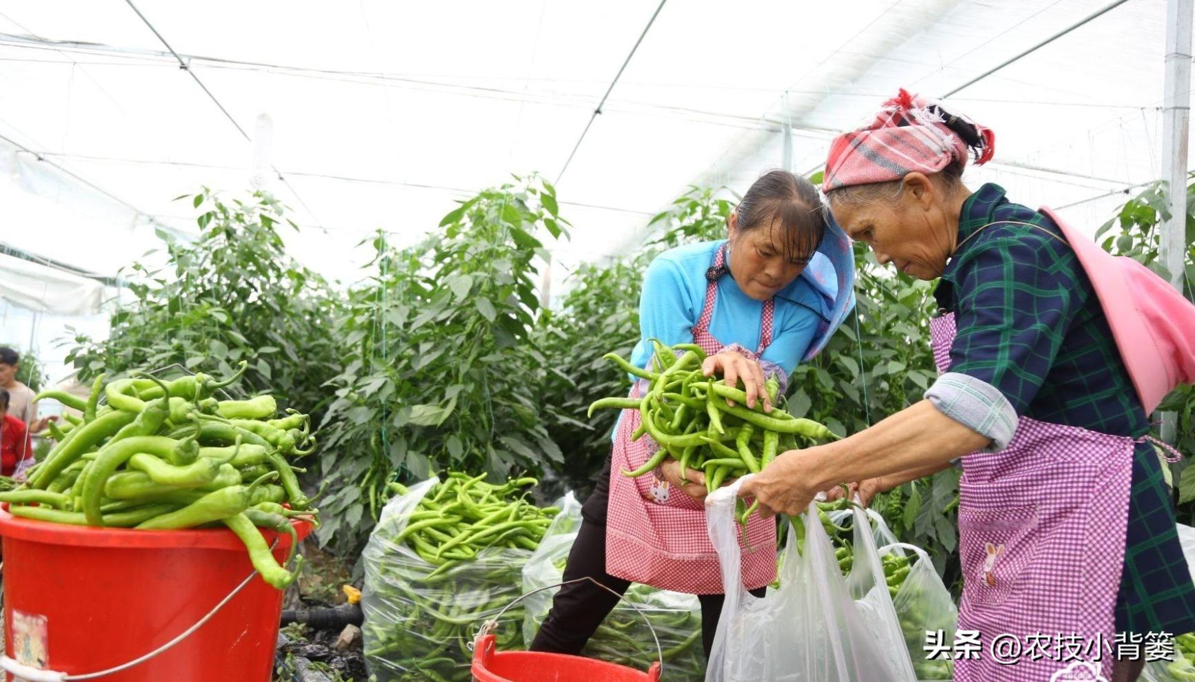 植物生长调节剂作用效果稳定原因,碧护生长调节剂药害