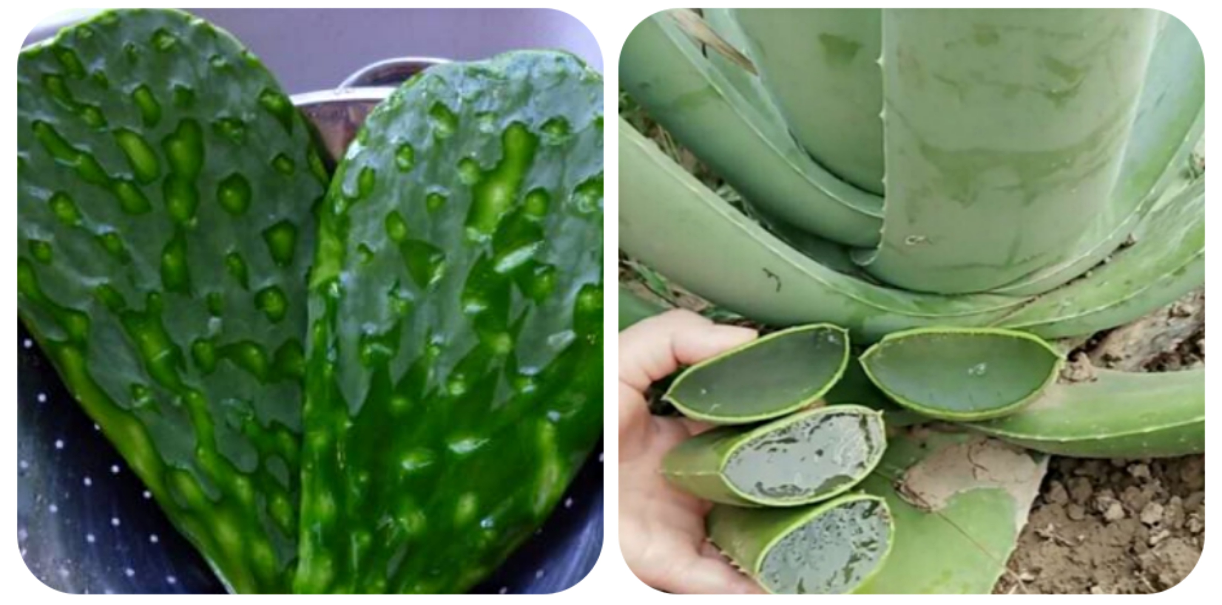 可以吃的野菜大全100种图解,教你认识100种野菜