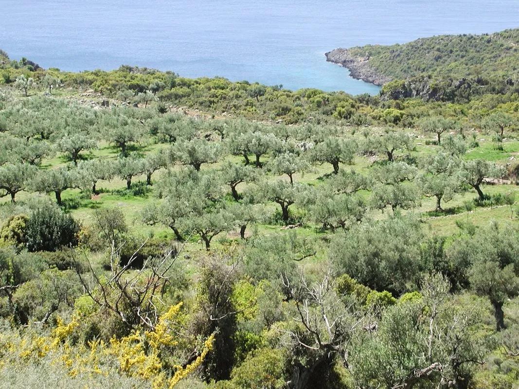 橄榄时光特级初榨橄榄油500毫升,欧榄特级初榨橄榄油
