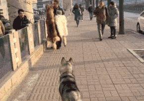 小鳄龟为啥养着养着就断尾了,以前不理解别人养宠物