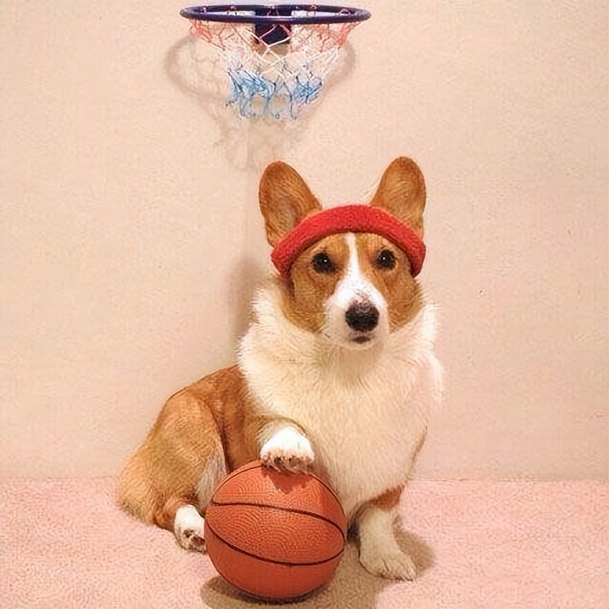 狗狗在家跑来跑去不叫被楼下投诉,刚到家的狗狗有点吵被邻居投诉