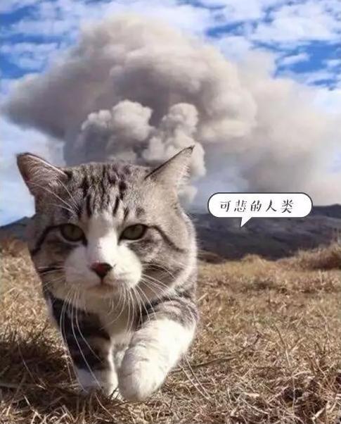 表面上可爱其实背地里也沙雕,表面萌萌哒