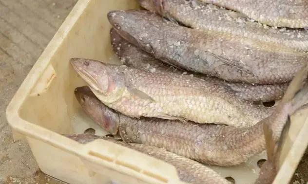 鱼类食材大全名称图片,鱼类菜谱大全100种