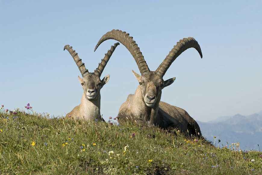 真实的澳大利亚人吃野山羊吗,澳大利亚允许猎杀野山羊吗