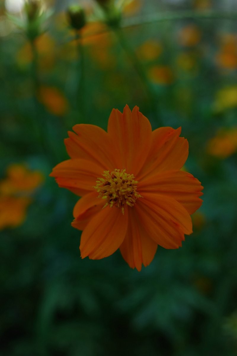 理光gr3微距放大倍率,理光gr3微距为什么是模糊的